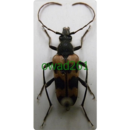 Judolia sexmaculata (Linnaeus, 1758) Krępień szóstaczek